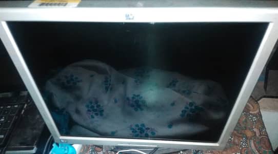 Hp LCD 17 inch full shine best for gaming display 1280x1024