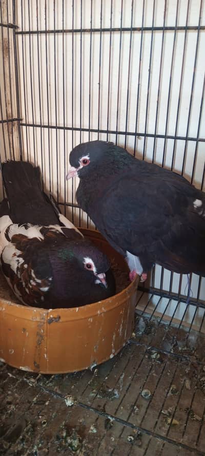 Khal guldar breader pair available