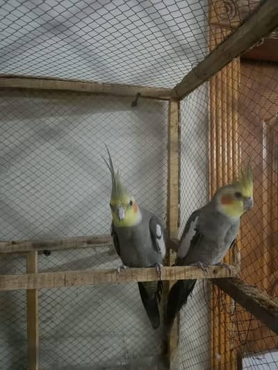 cocktail parrot confirm pair urgent sale