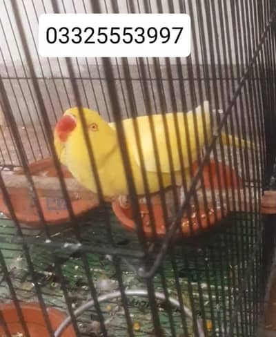 yellow full fly tame all ok