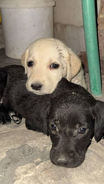Labrador puppy(03071069008)