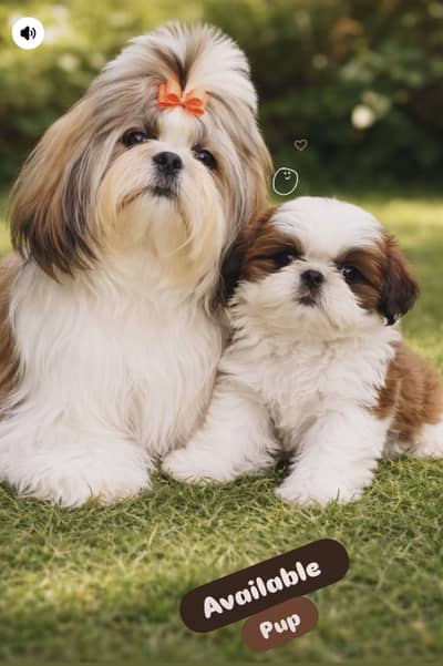 Shitzu pedigreed puppies