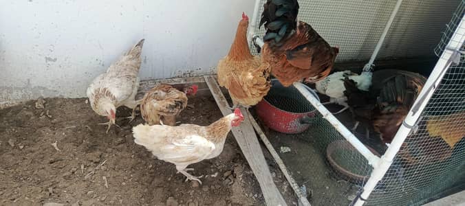 Misri Hens for sale,each hen 2k