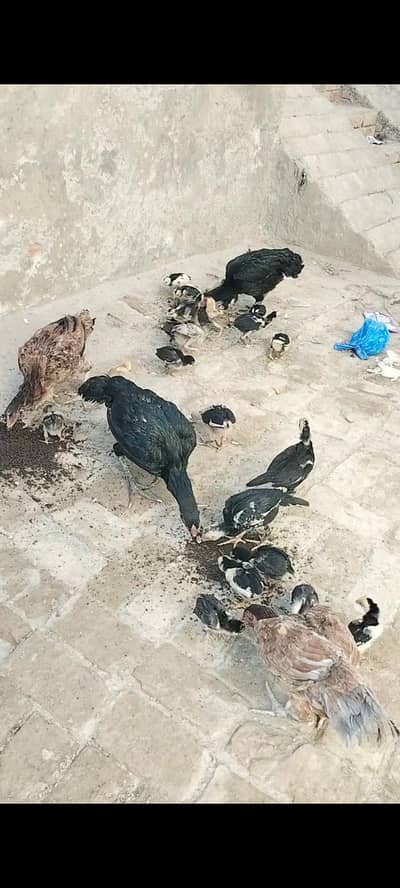 aseel thai chiks with murgi