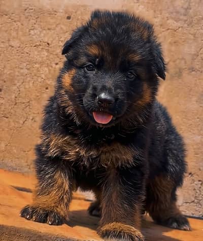 German shepherd Pink Pedigree male and female pups available