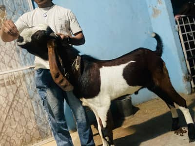 Pure Nasli Nagra Pair **