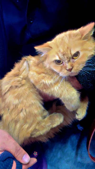 cats pair golden female grey male