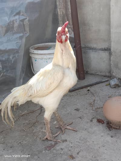 white hera breeder pair