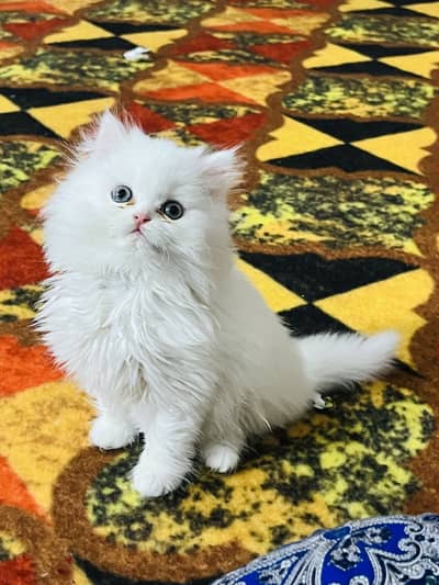 Persian female kitten
