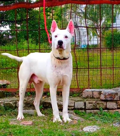 boulevard for sale 15 mahine age