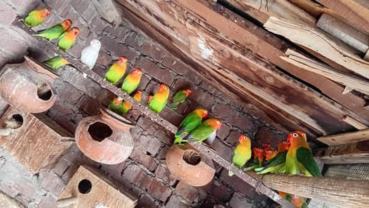 love bird for sale loction gujranwala per pec 800