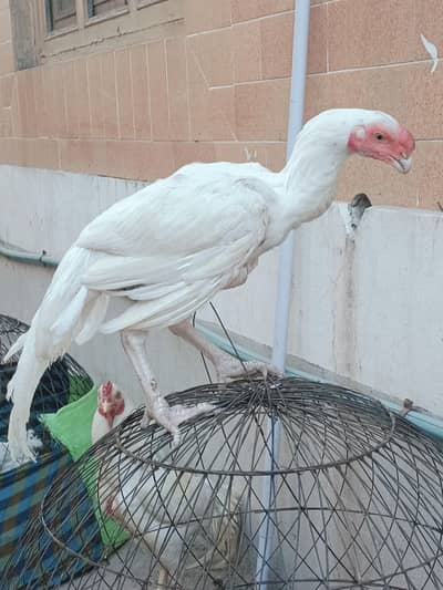 Indian parrot baek long tail
