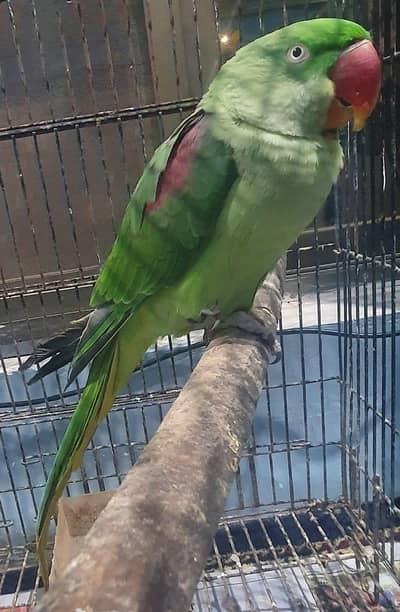raw female parrot