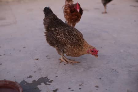 Desi, Misri, Layer Hens, Murgi