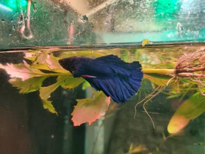 Betta Male Full moon