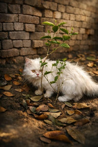 female cat with one kitten for sale