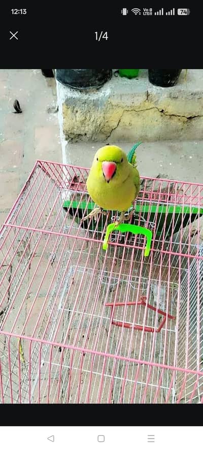 active and healthy seeti marta he hand tamed