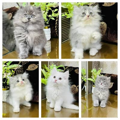 persian cats and kittens for sale wtsapp (0307/710/92/69)