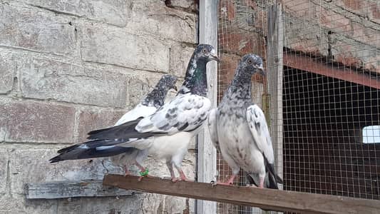 Teddy Golden Resulted Bache