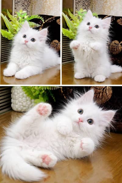 persian cats and kittens for sale wtsapp (0307/7109269)