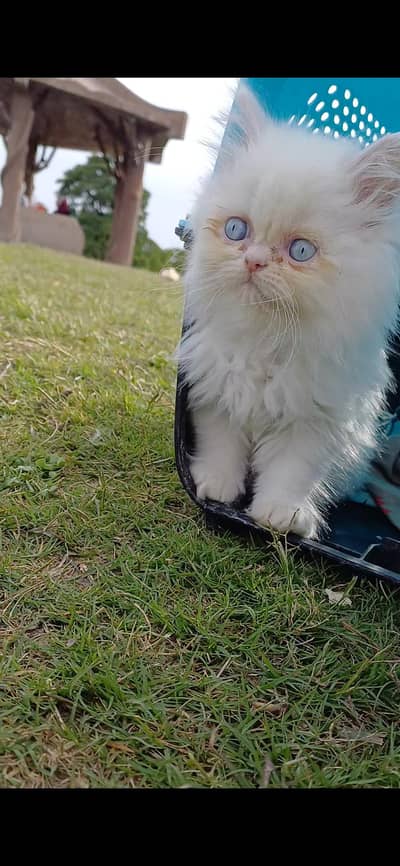 TRIPLE COAT PERSIAN KITTEN