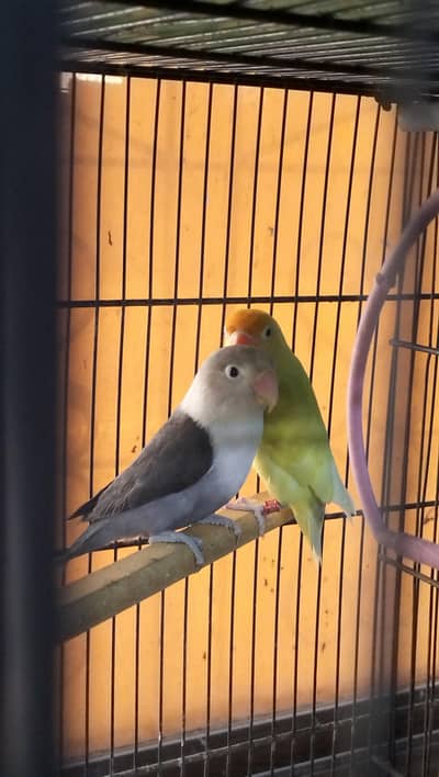 DNA love birds