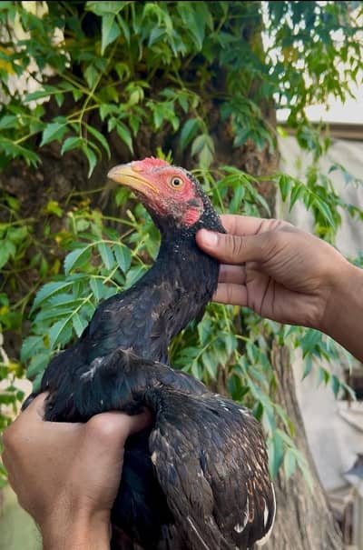 quality Wala male han 3300 ka aik ha 0317.968. 2115