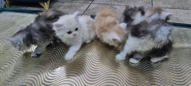 5 Persian cats 1 male 4 females