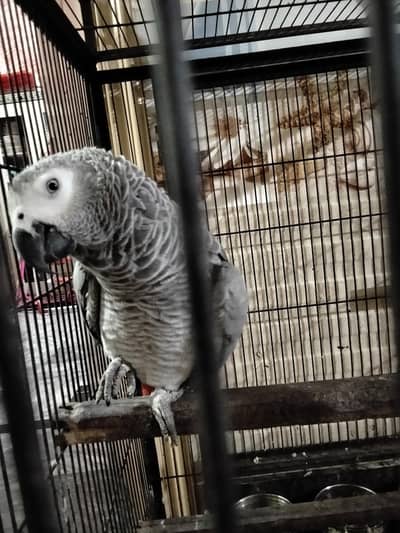 So Looking Beautiful Healthy Parrots.