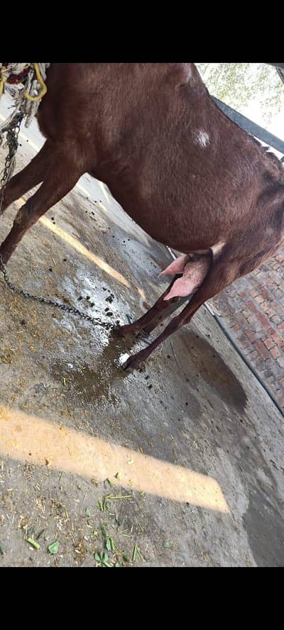 nagra breed dhod wali bakri takriban 2 mahiny ki ghaban