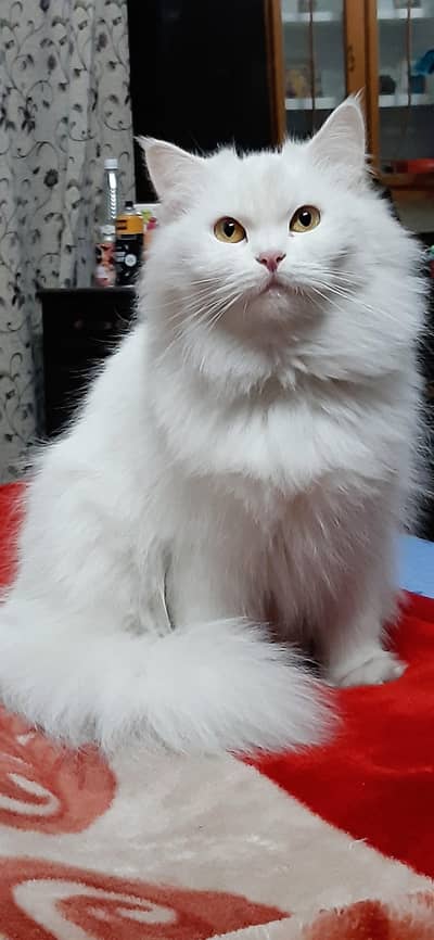 Persian triple coat cat