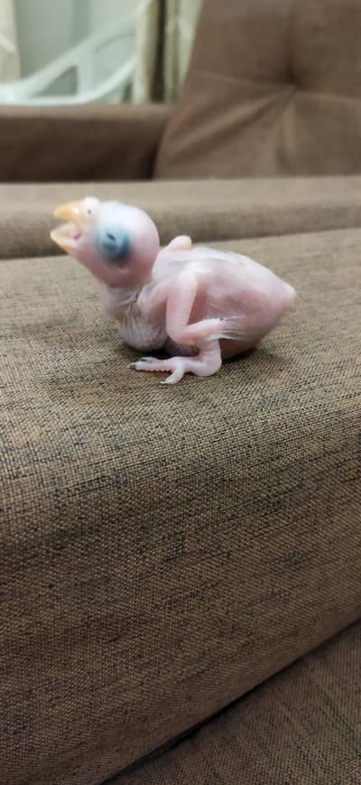 Blue Ringneck Chicks / Split Blue