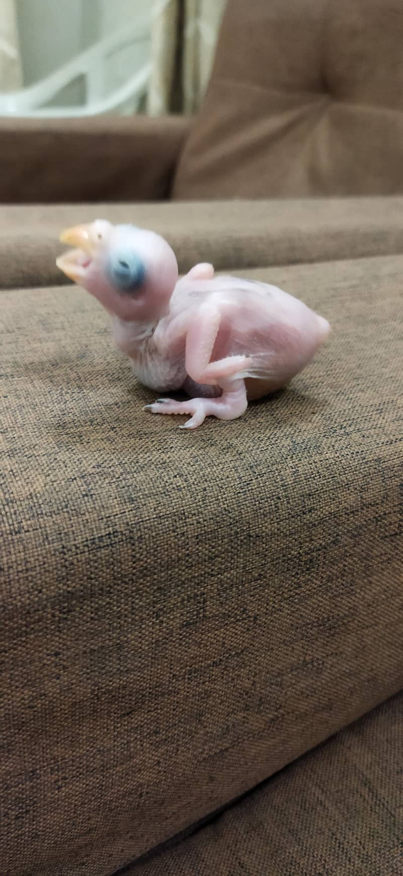 Blue Ringneck Chicks / Split Blue 0