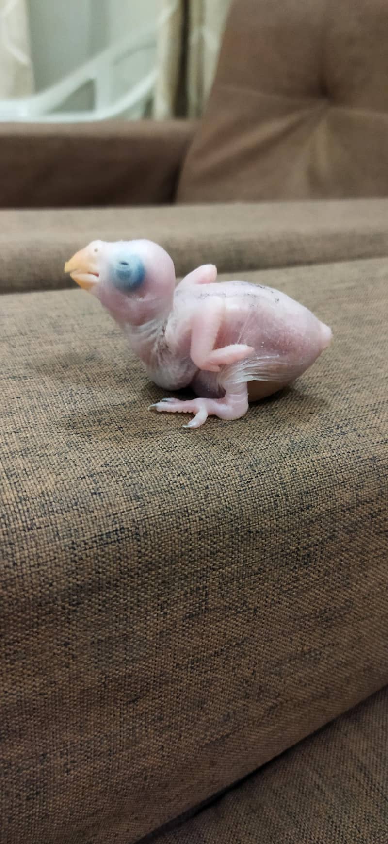 Blue Ringneck Chicks / Split Blue 1