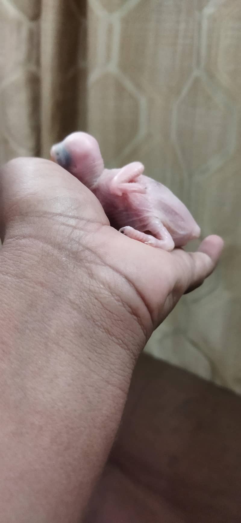 Blue Ringneck Chicks / Split Blue 2