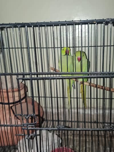 green ringneck beautiful pair
