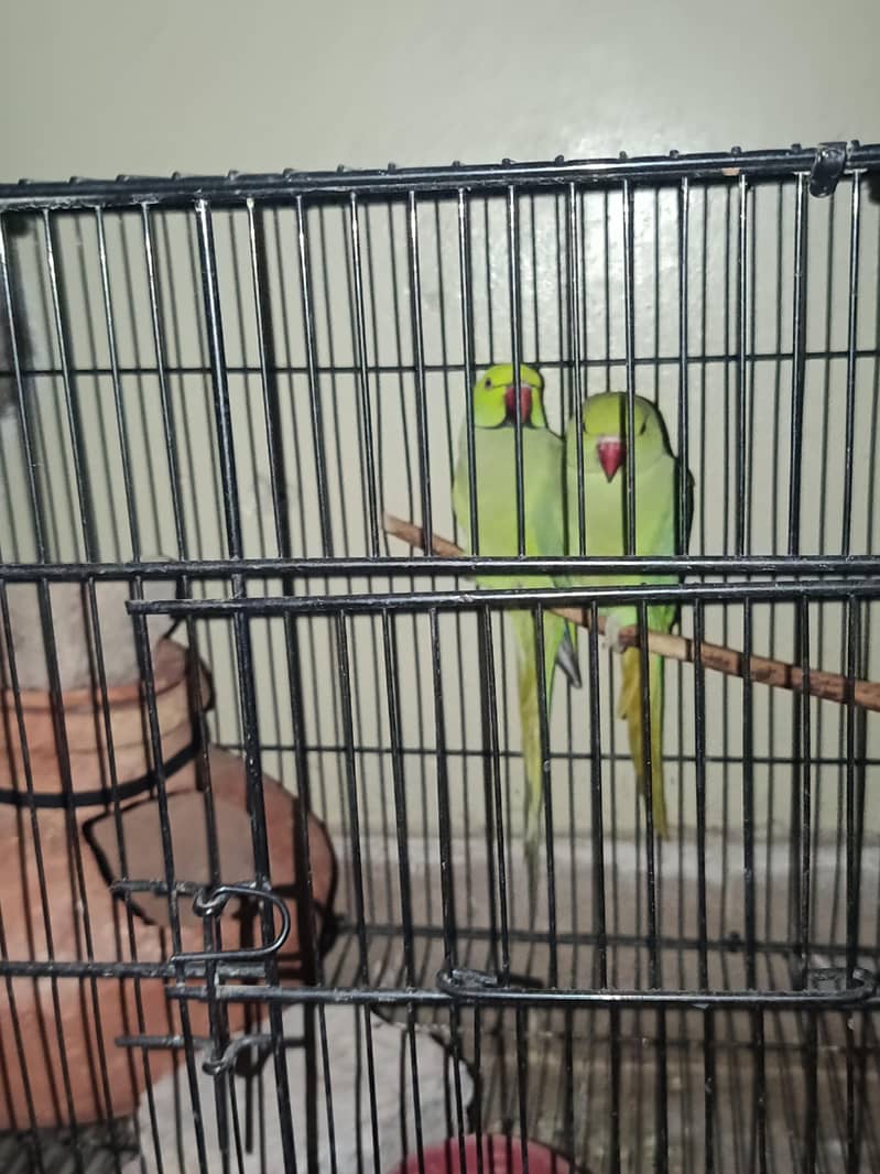 green ringneck beautiful pair 0