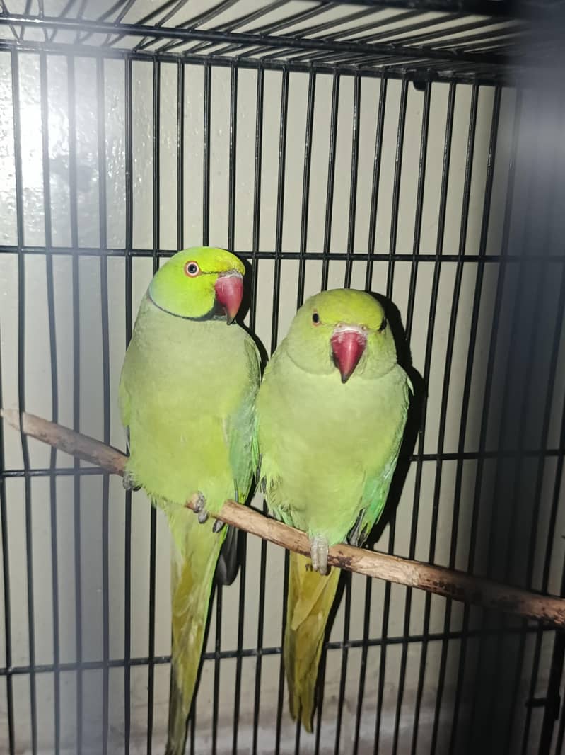 green ringneck beautiful pair 1