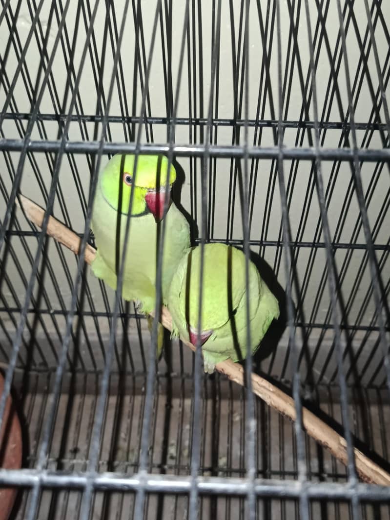 green ringneck beautiful pair 2