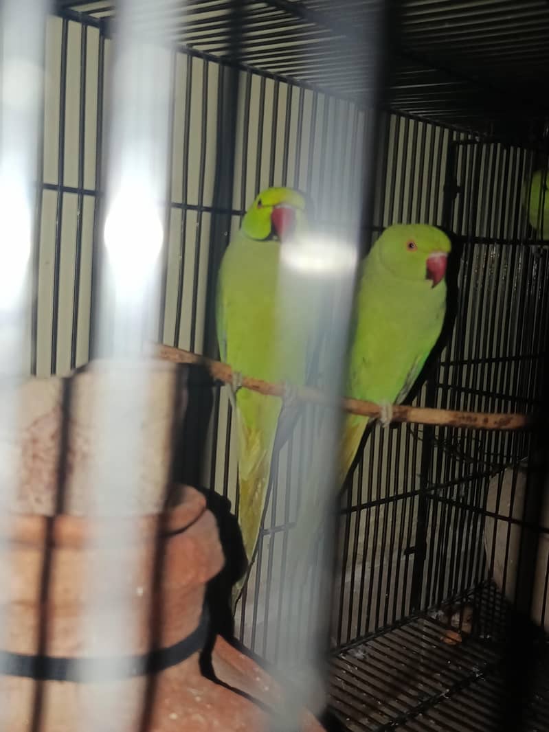 green ringneck beautiful pair 3