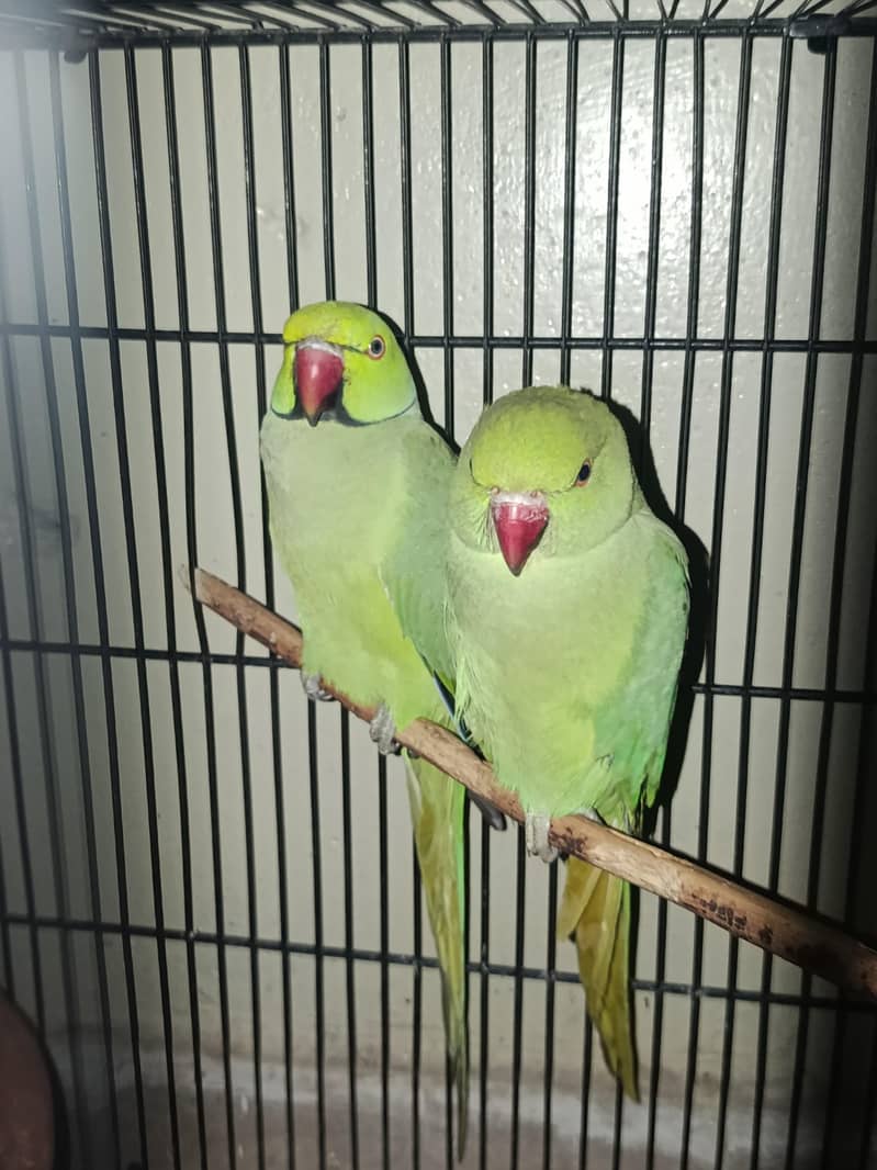 green ringneck beautiful pair 4