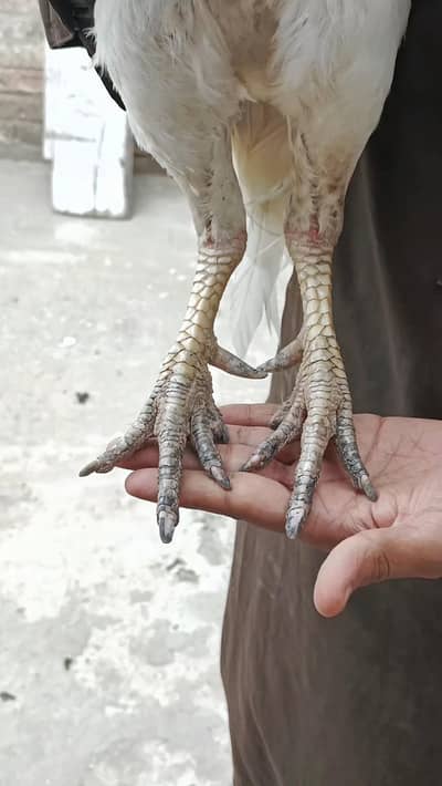 Mianwali peela boska aseel