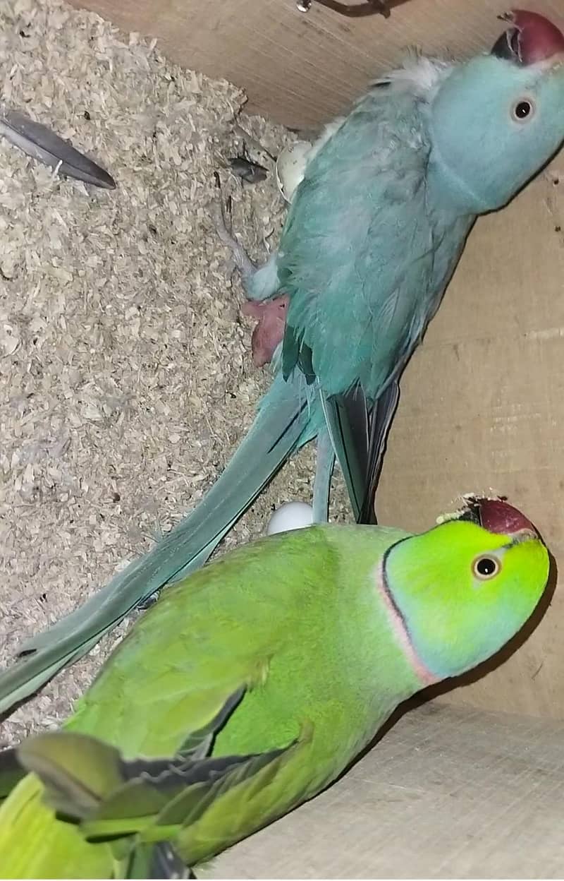 Blue Ringneck Chicks / Split Blue 3