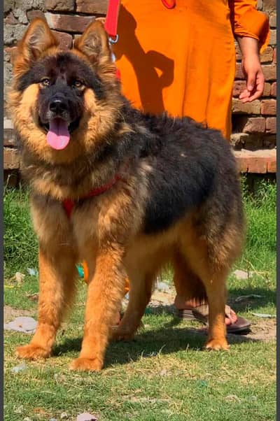 King belgian Shepherd  |  male |  double coated |