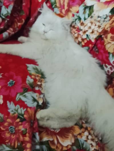 Persian cat