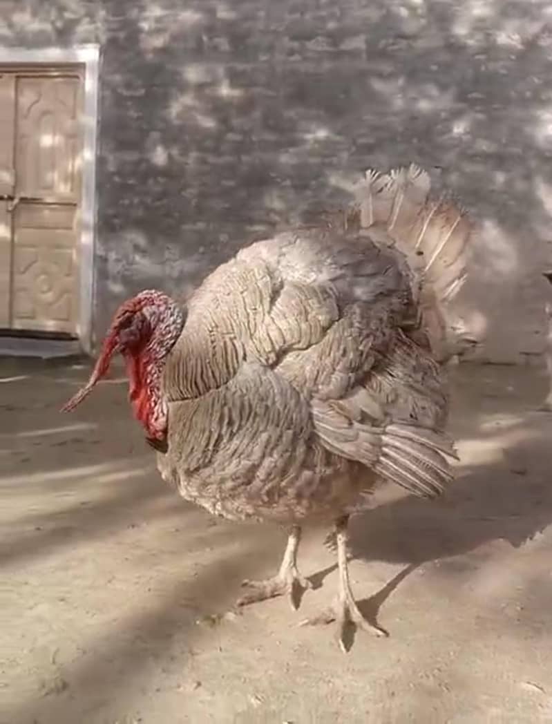 ᴛᴀʀᴋɪ ʙɪʀᴅ 0