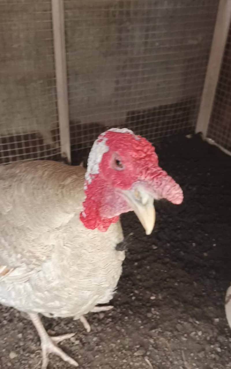 ᴛᴀʀᴋɪ ʙɪʀᴅ 1