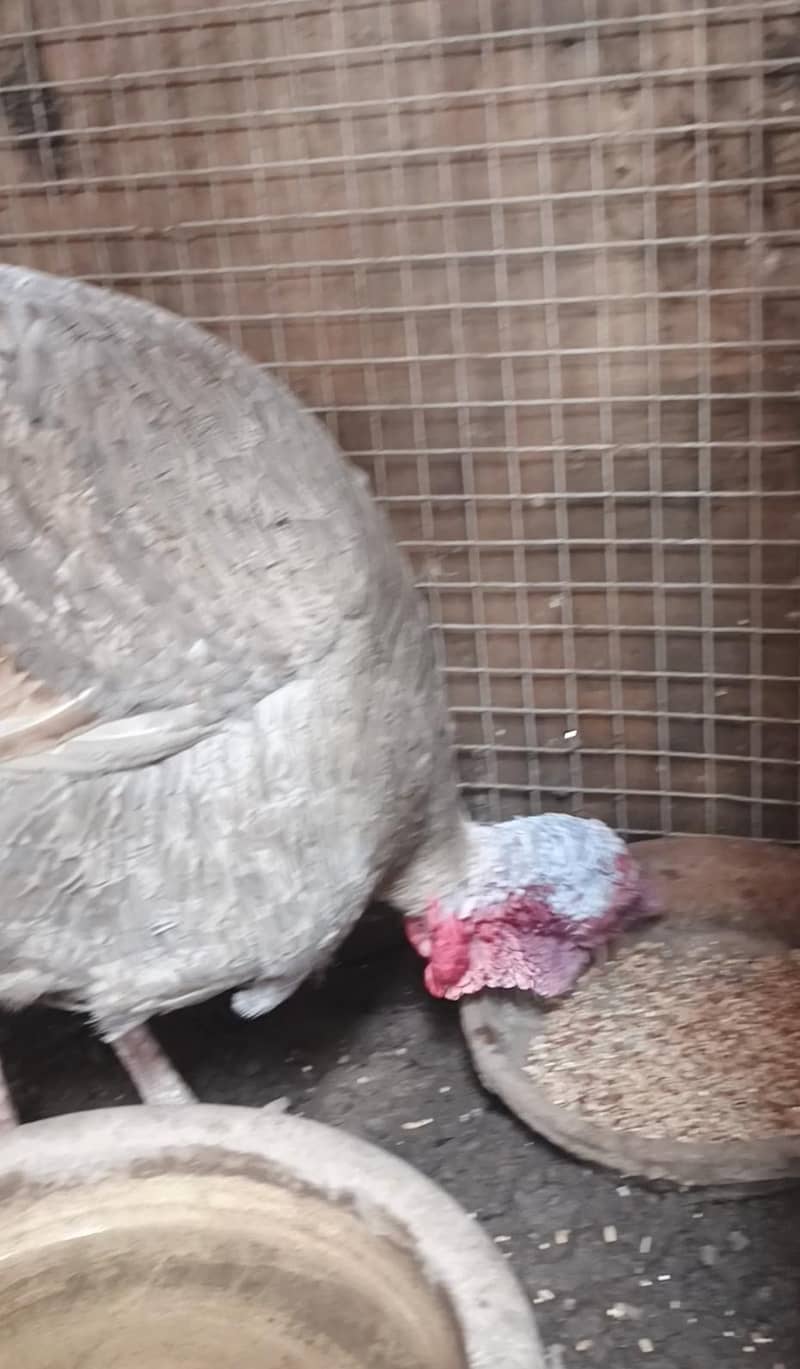 ᴛᴀʀᴋɪ ʙɪʀᴅ 2