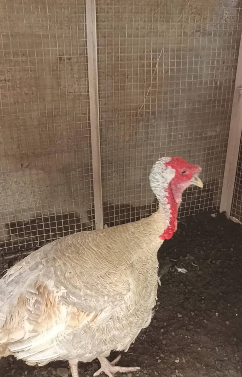 ᴛᴀʀᴋɪ ʙɪʀᴅ 3