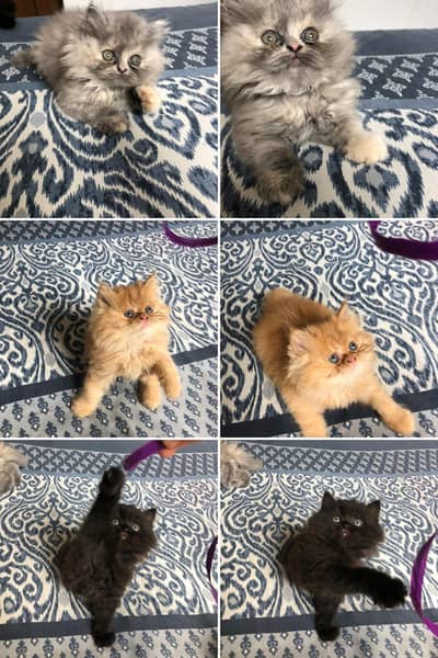 Extreme Punch Face kittens for sale